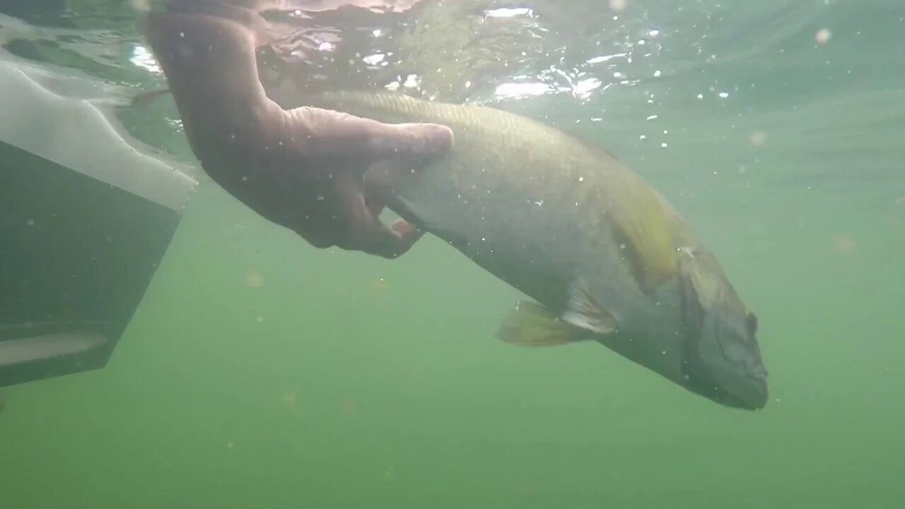 Mille Lacs Smallmouth Extravaganza