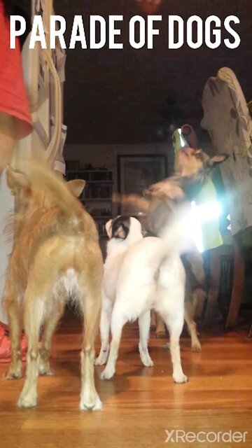Parade of dogs