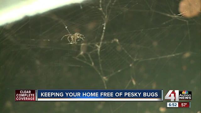 Ants and spiders dominate complaints coming to metro pest control companies this spring