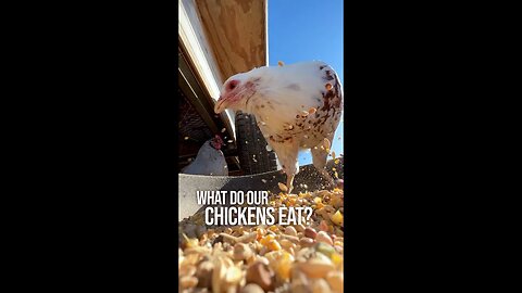 What do our Chickens eat?