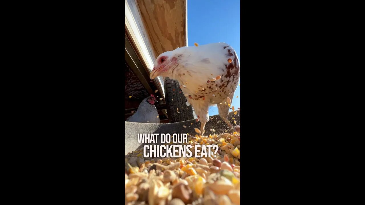 What do our Chickens eat?