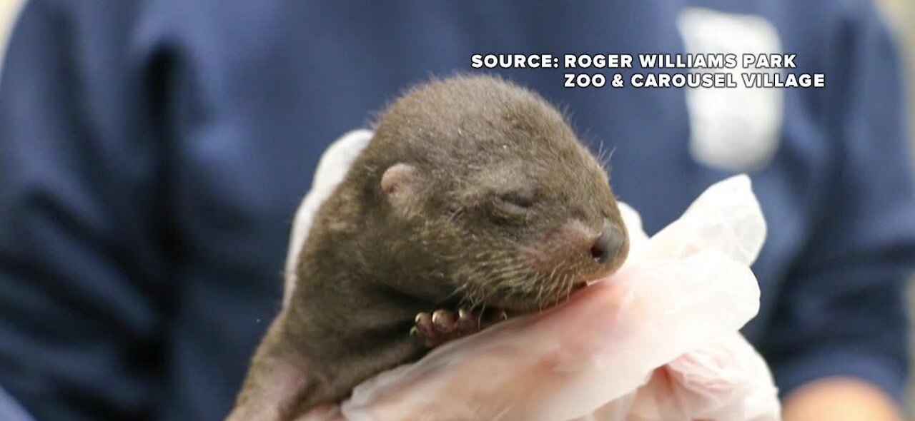 Rhode Island zoo celebrates Valentine's Day with the birth of 4 new otters