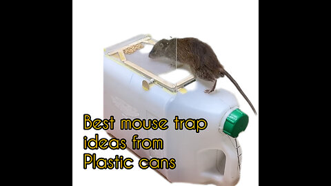 Best mouse trap