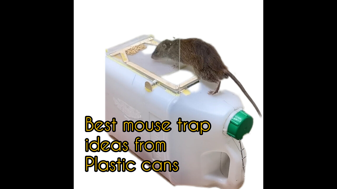 Best mouse trap