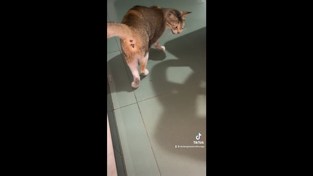 Our cat playing