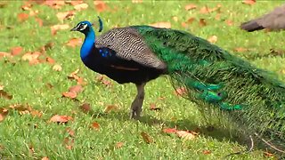 Delray Beach neighborhood wants to keep peacock population safe