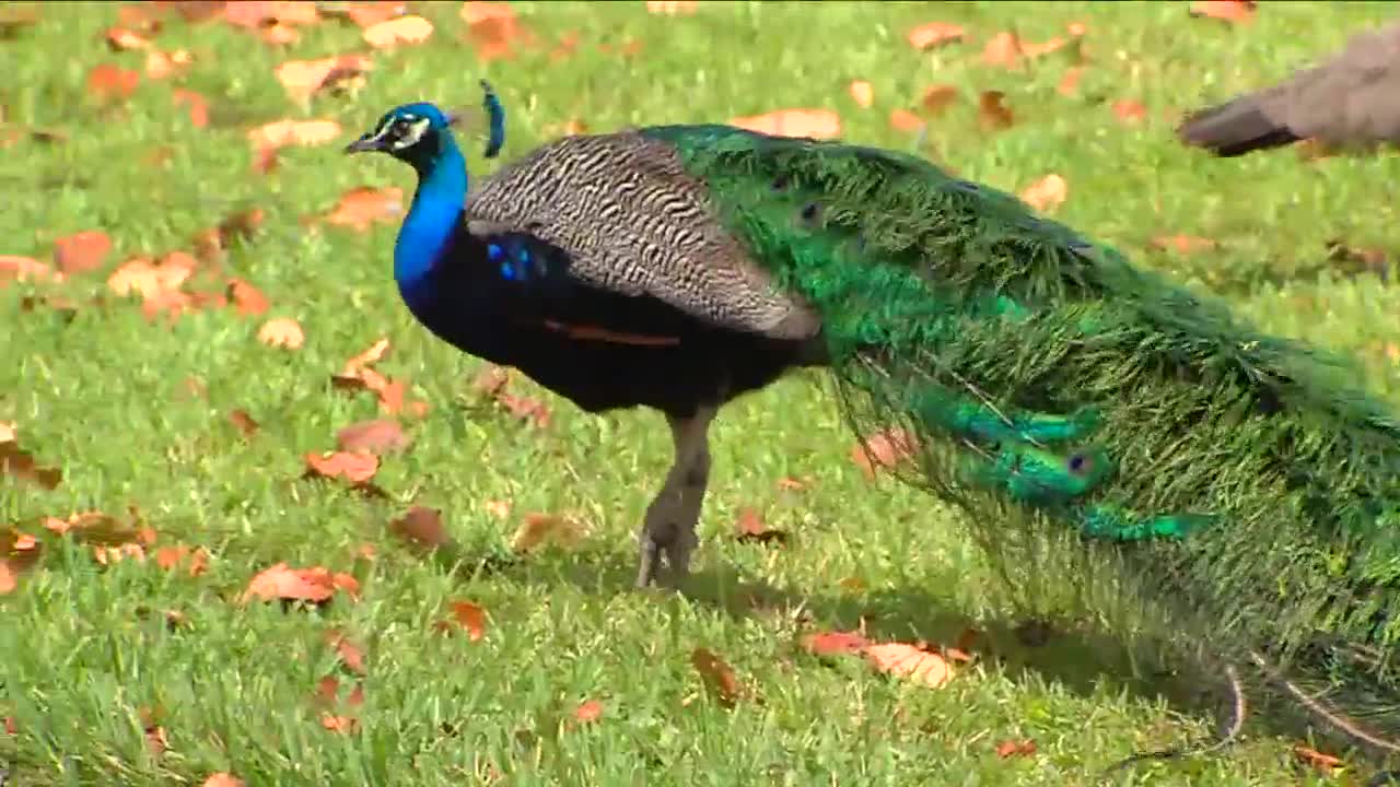 Delray Beach neighborhood wants to keep peacock population safe