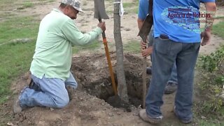 Inicia campaña de reforestación en plazas y parques municipales