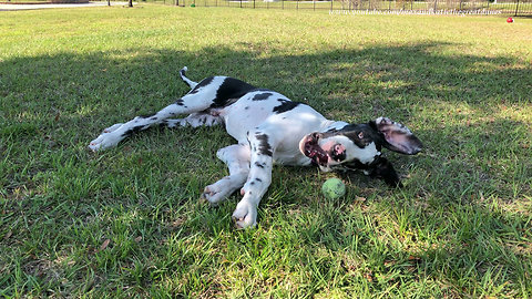 Great Dane Puppy Amuses Himself With a Tennis Ball