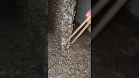 Man finds thousands of scorpions in an abandoned house