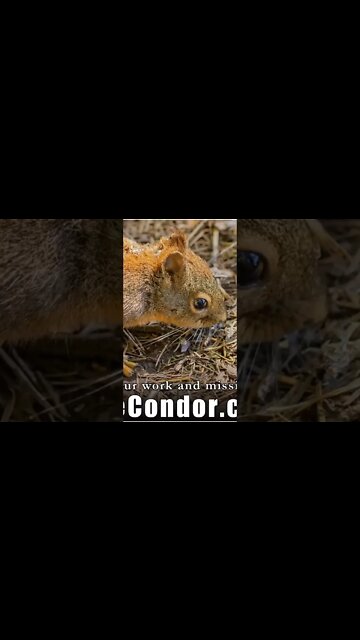 Awakened Ascending Warriors of the Galactic Alliance of Light