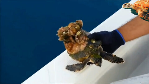 Rescue Sea Turtle, Removing Barnacles From Poor Sea Turtle