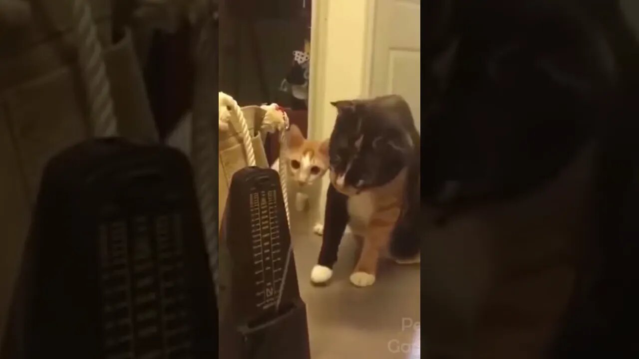 funny cute pet21