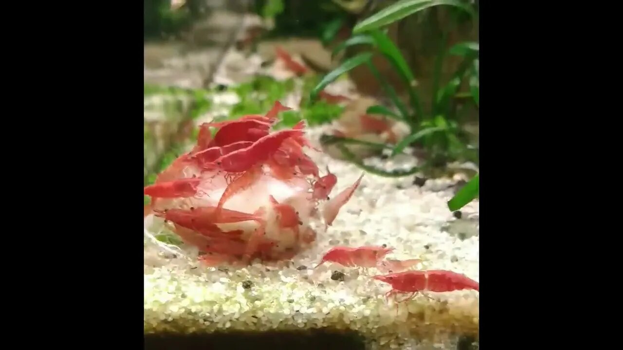 Red Fire Shrimp Eating Frenzy