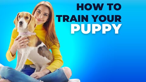 How To Train Your Puppy