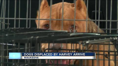 Nearly 50 Houston shelter dogs arrive in Waukesha