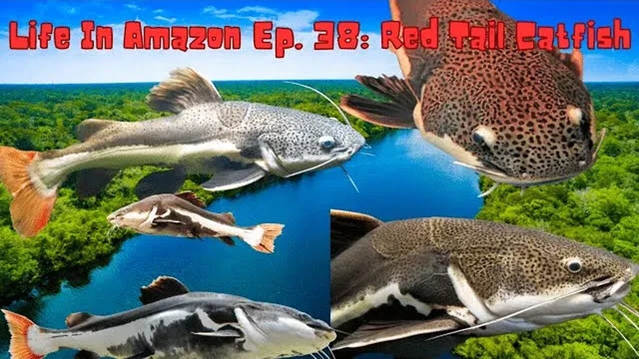 Life In Amazon Ep. 38: Red Tail Catfish