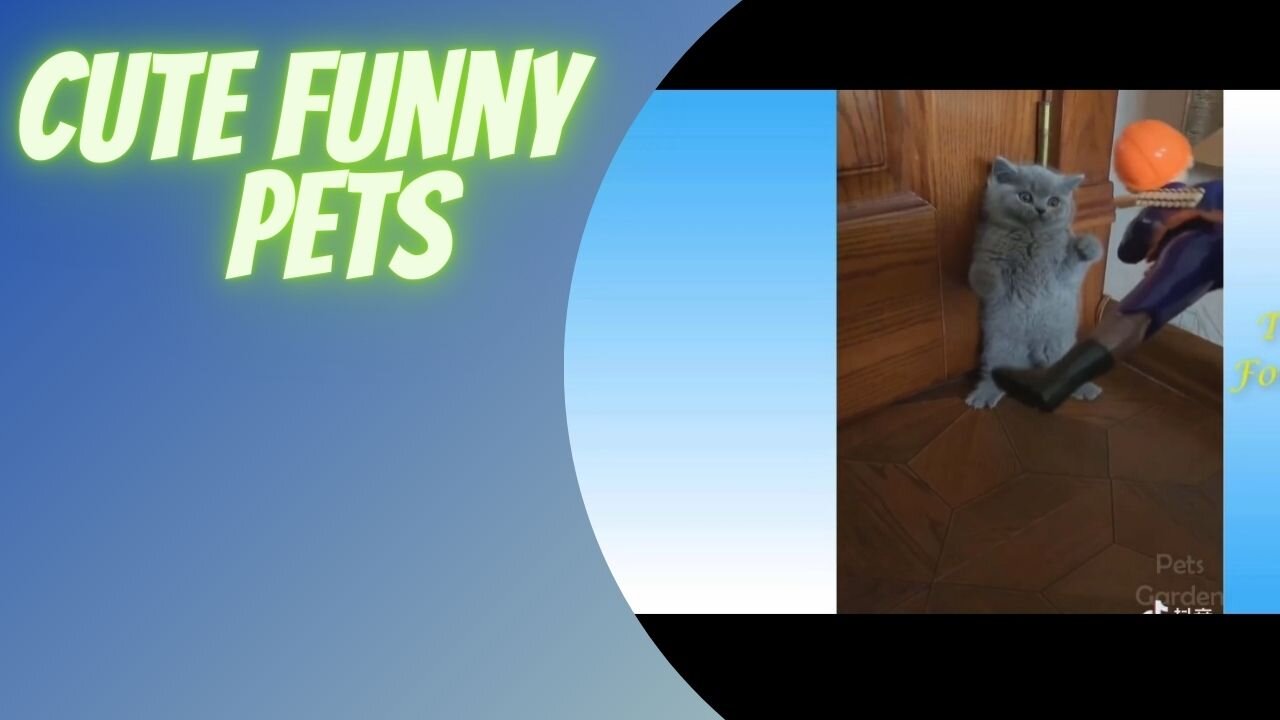 cute funny pets