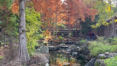 Fall colors at Gilroy Gardens Theme Parks in November.