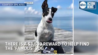 'Zeus' the kiteboarding dog reportedly stolen during competition at Skyway Bridge, reward offered