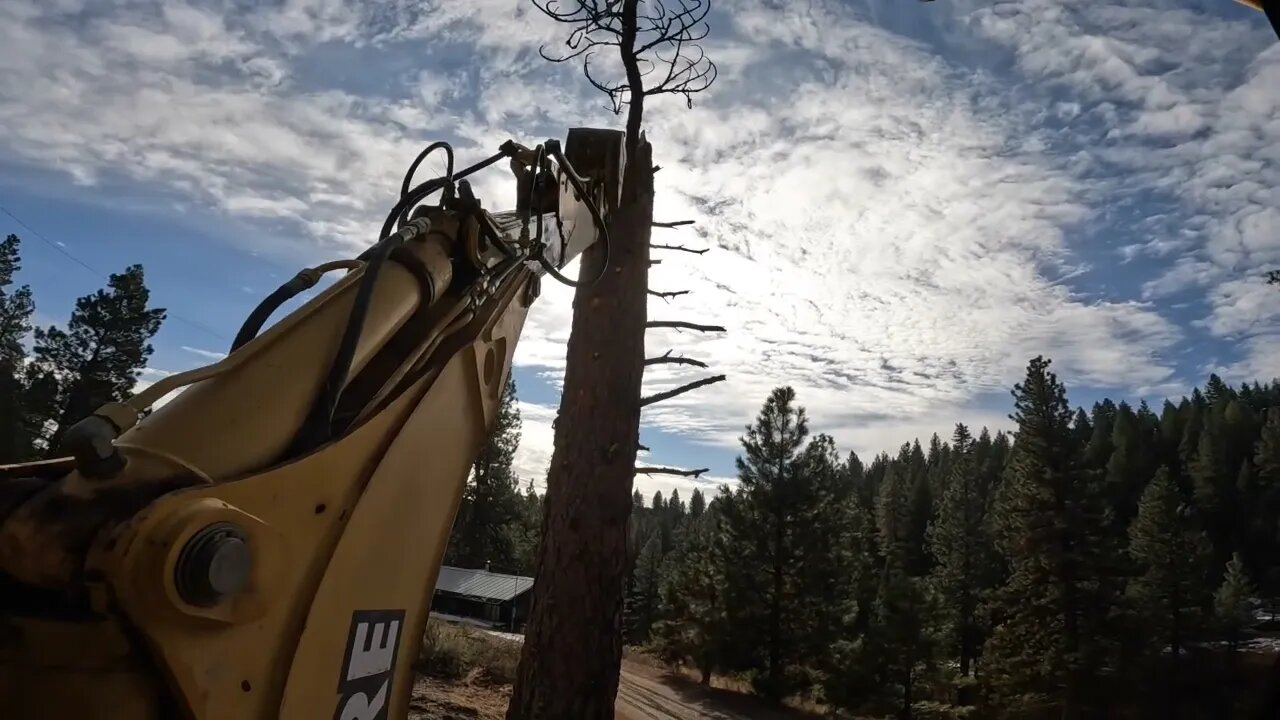 Tree Trimming with what ya got