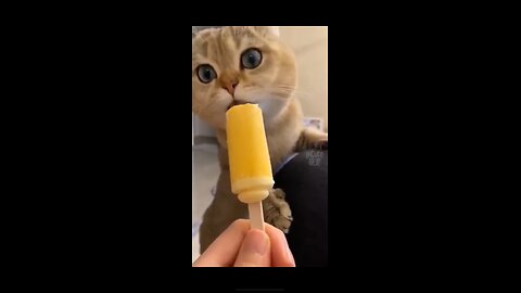 Best Funny Cat Videos 2024