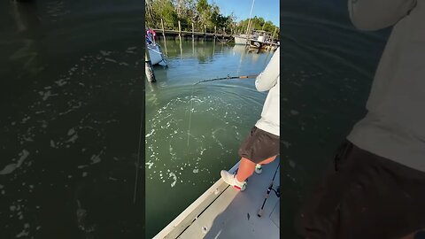 Big Fish Under Dock!