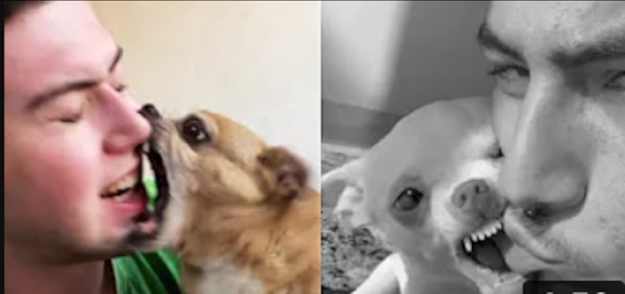 Don't be fooled by their cuteness / Funny Scary Dogs and Cats