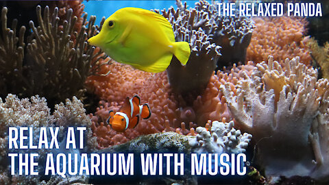 Relaxing Sleep Music with Aquarium