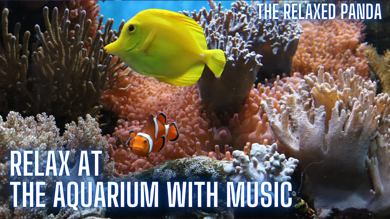 Relaxing Sleep Music with Aquarium