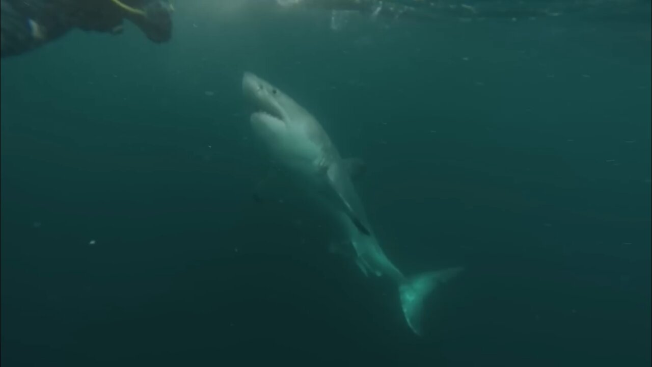 Great White Shark Warns Irresponsible Scuba Diver