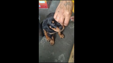 rottweile lovely puppy
