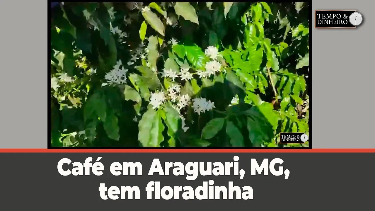 Café em Araguari, MG, tem floradinha, mostra o Mailson Antunes Pereira