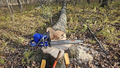 Sometimes Tree's Need Big Saw To Fell Them?