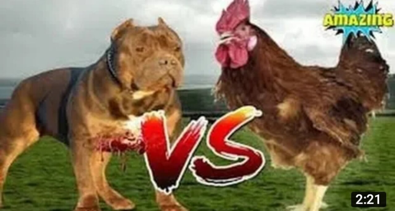 Dog fight cock