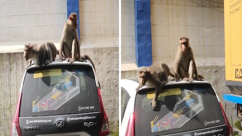 Two monkeys playing on top of the car🐒