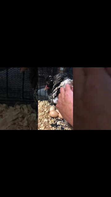 Chirping chick still inside egg
