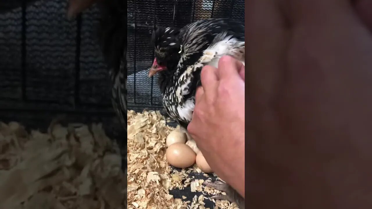 Chirping chick still inside egg