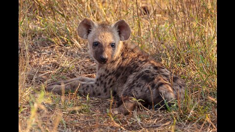 Incredible Hyena walking on front legs only