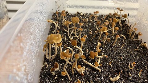 Mycophilia is going live!