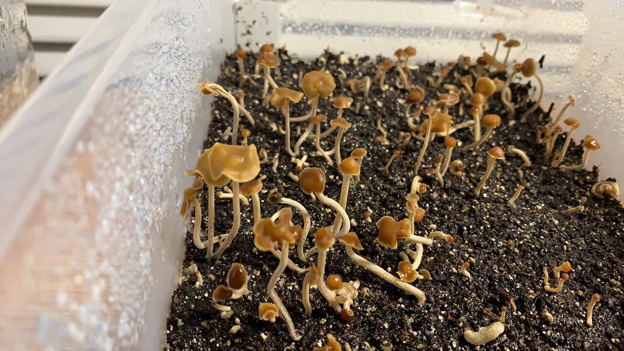 Mycophilia is going live!