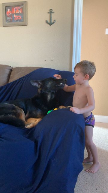 German Shepherd Calmed by best friend.