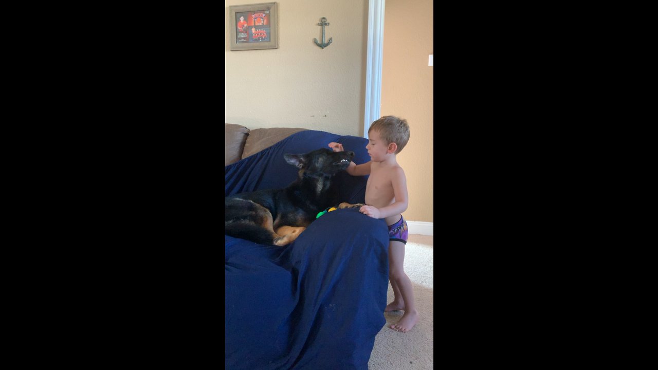 German Shepherd Calmed by best friend.