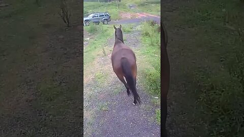 Farm Cam. Brumby watch