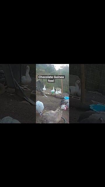 Farm surveillance. Guinea fowl