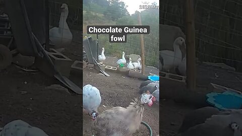 Farm surveillance. Guinea fowl