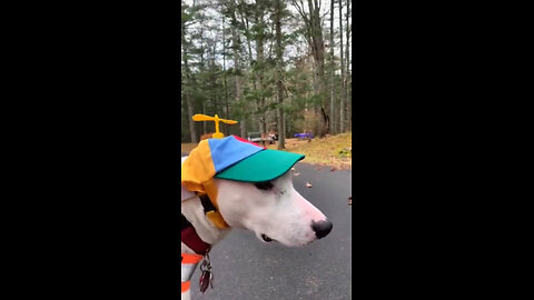 Try not to laugh 😂 funny animals 😹