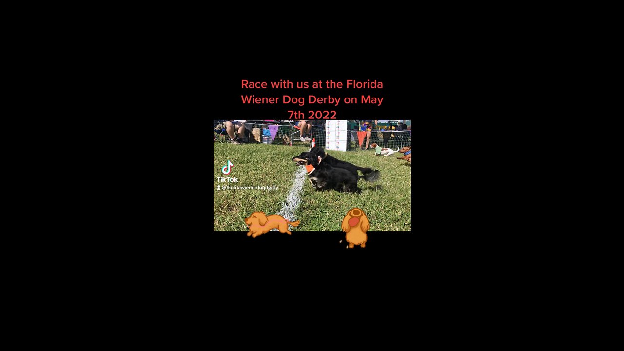 Florida wiener dog derby come race with us