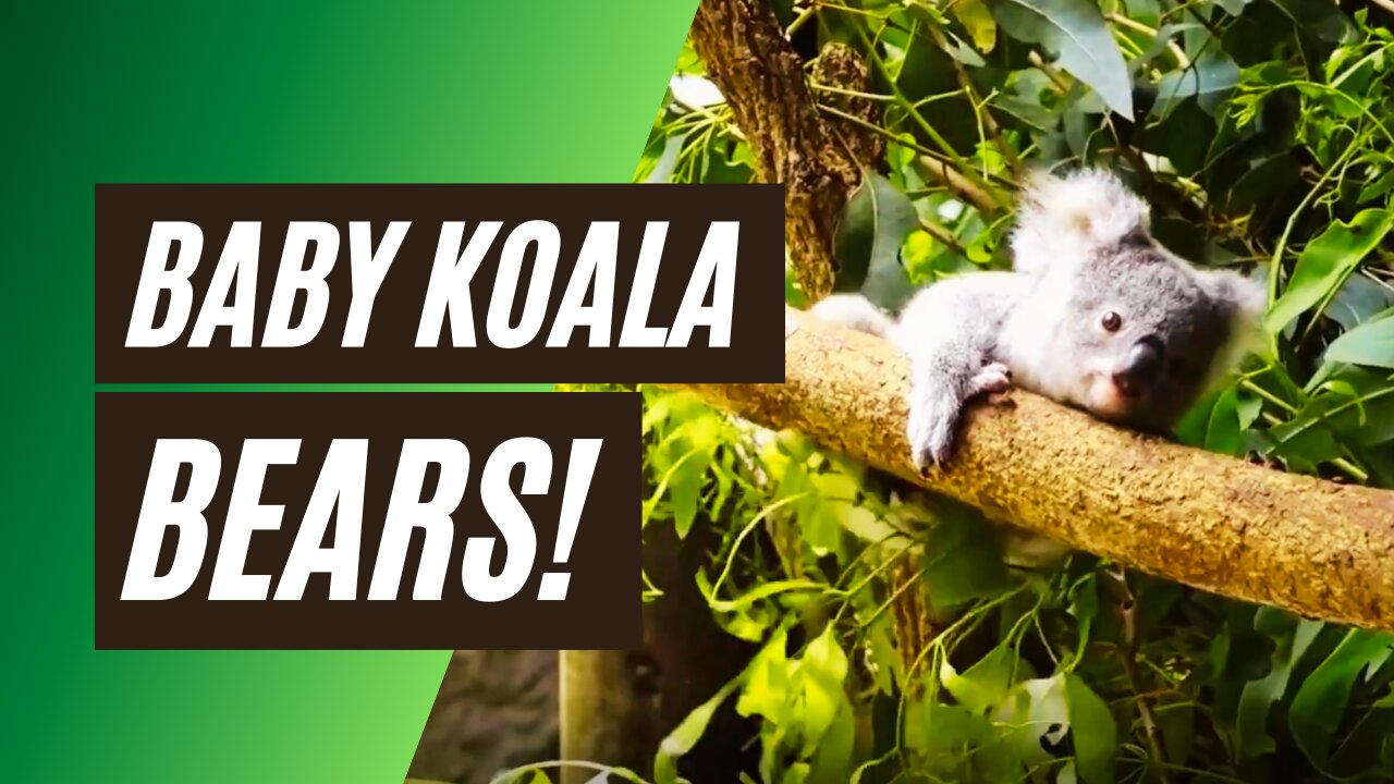 cutest Baby Koala Bear is playing and climbing