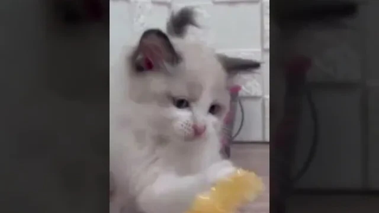 Funniest Cat and Dog Videos Compilation